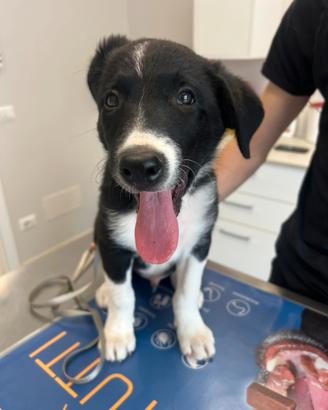 Cucciolo di Border Collie con pedigree