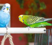 Coppia cocorite giovani tranquilli docili top