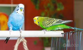 Coppia cocorite giovani tranquilli docili top