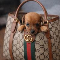 Pinscher Toy