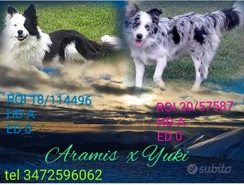 Cuccioli border collie