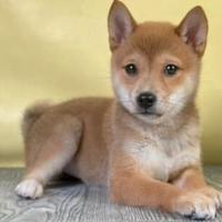 Shiba inu - puppy