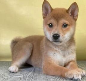 Shiba inu - puppy