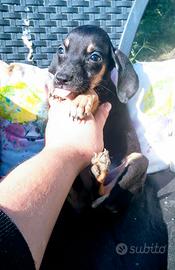 Cuccioli bassotto pinscher 