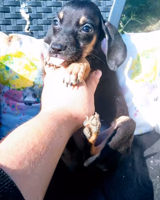 Cuccioli bassotto pinscher 