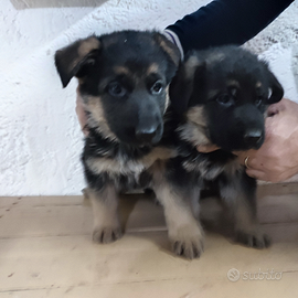 Cuccioli di pastore tedesco
