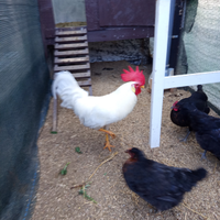 Galline
