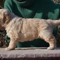 Cuccioli GOLDEN RETRIEVER