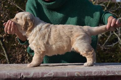 Cuccioli GOLDEN RETRIEVER