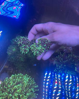 Acquario marino