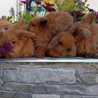 Coniglietti nani ariete