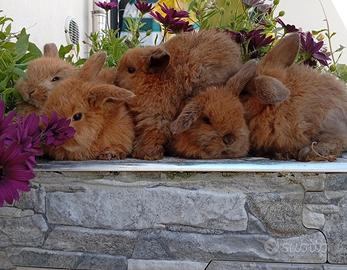 Coniglietti nani ariete