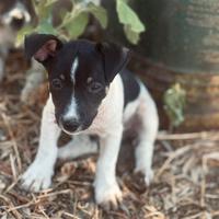 Cuccioli jack russel