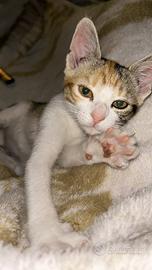?Gattini