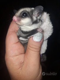 Petauro dello zucchero