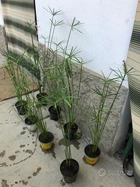 Piante di falso papiro