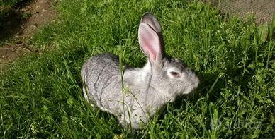 Conigli di razza