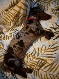 Bassotto per accoppiamento