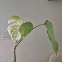 Monstera Albo Variegata 