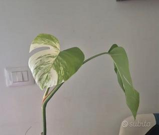 Monstera Albo Variegata 