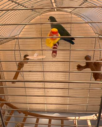 Inseparabili