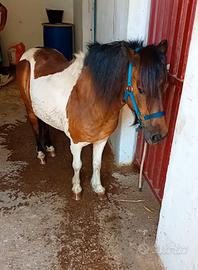 Pony femmina