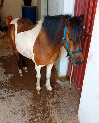 Pony femmina