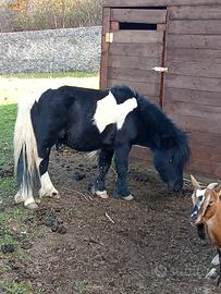 Stalloncino pony