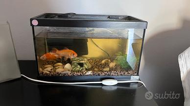 Acquario pesci 30 litri