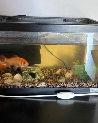 Acquario pesci 30 litri