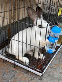 Coppia coniglio papillon gigante