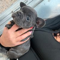 Bull dog francese blu