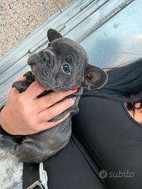 Bull dog francese blu