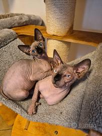 Sphynxcon pedigree