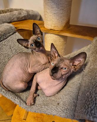Sphynxcon pedigree