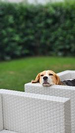 Beagle in adozione