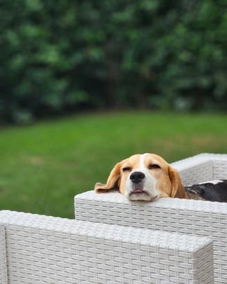 Beagle in adozione