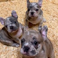 Cuccioli bulldog francesi
