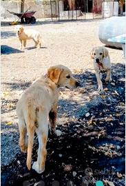 Golden retriever