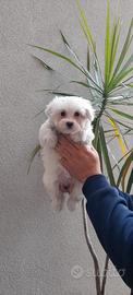 Cuccioli di maltese mini
