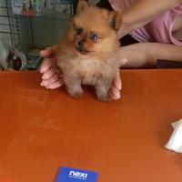 Spiz Pomerania