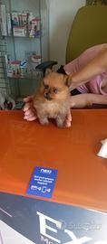 Spiz Pomerania