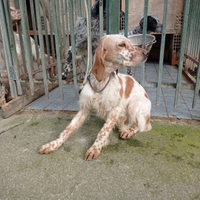 Vendita setter