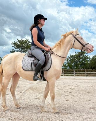 Pony femmina da salto - Cavalli