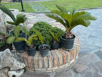 Cicas dai 15 ai 30 euro zona infernetto Roma