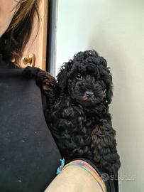 Barboncino toy cucciolo