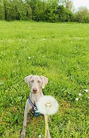 Weimaraner