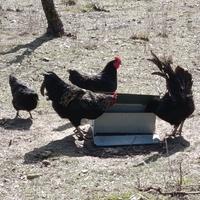 Galli Australorp
