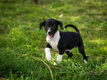 Cucciolo Whippet piccolo levriero X Chihuahua
