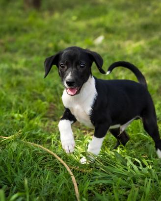 Cucciolo Whippet piccolo levriero X Chihuahua